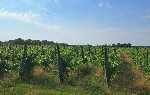 На продажу загородная усадьба с виноградником.  
Усадьба расположена в маленьком местечке Хайдуково,  недалеко от границы с Венгрией (2 км от шоссе в Венгрию).  
Общая площадь земли составляет:  10  ...